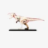 Flying Tiger 3D-anatomisk modell. Tyrannosaurus rex^ Leksaker För Lärande|Pedagogiska Leksaker & Instrument