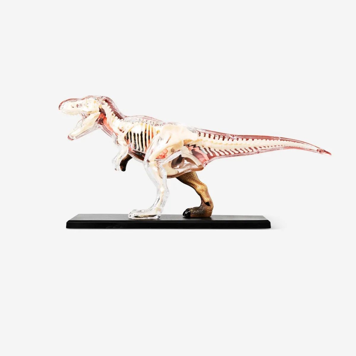 Flying Tiger 3D-anatomisk modell. Tyrannosaurus rex^ Leksaker För Lärande|Pedagogiska Leksaker & Instrument