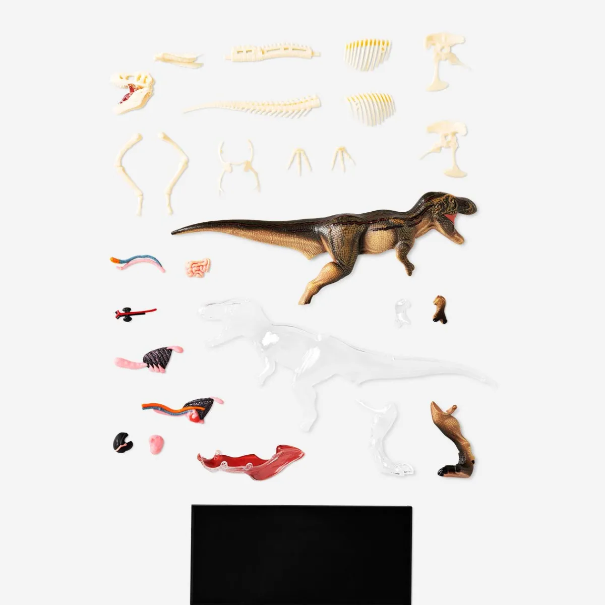 Flying Tiger 3D-anatomisk modell. Tyrannosaurus rex^ Leksaker För Lärande|Pedagogiska Leksaker & Instrument